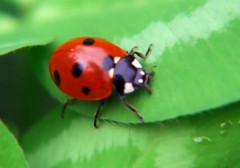 професор Камен Веселинов