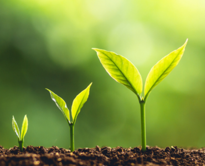 нови сортове растения