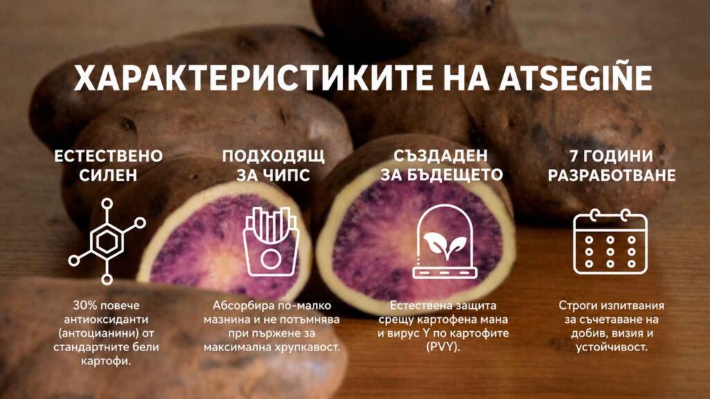 Сорт картофи Atsegiñe: защита и иновации